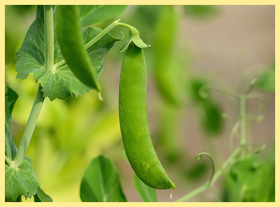 snap peas